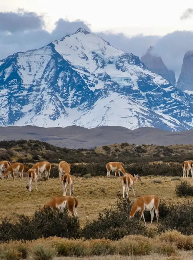 Bus rental Chile